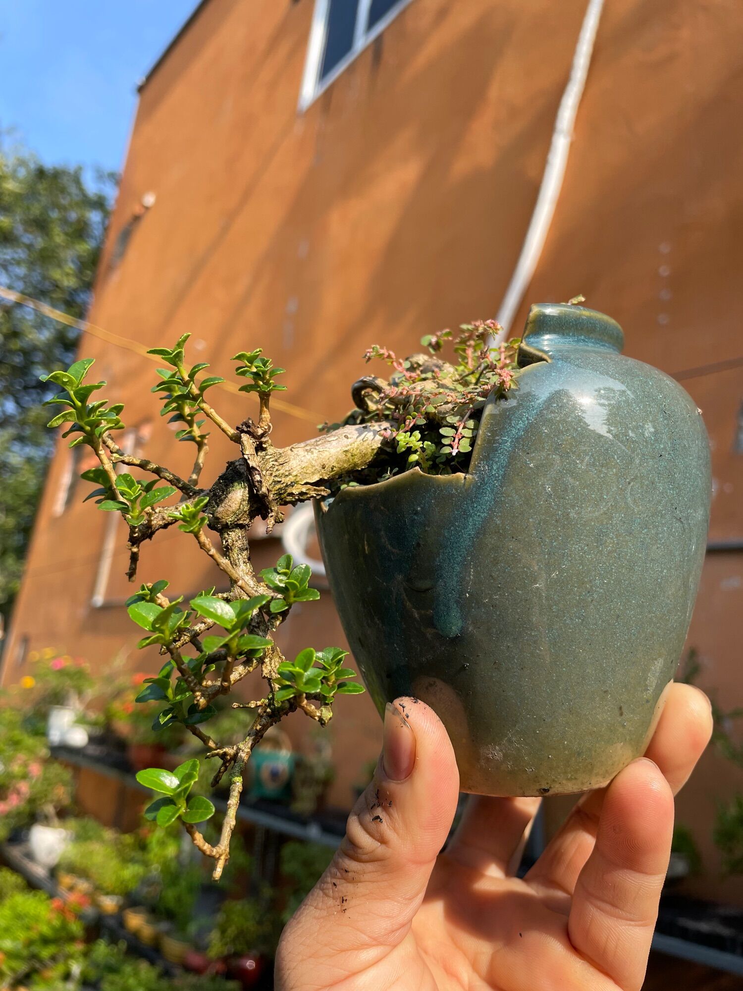 Sam Hương dáng đổ trồng chậu lu Giá 190,000 Đồng*Miễn phí vận chuyển