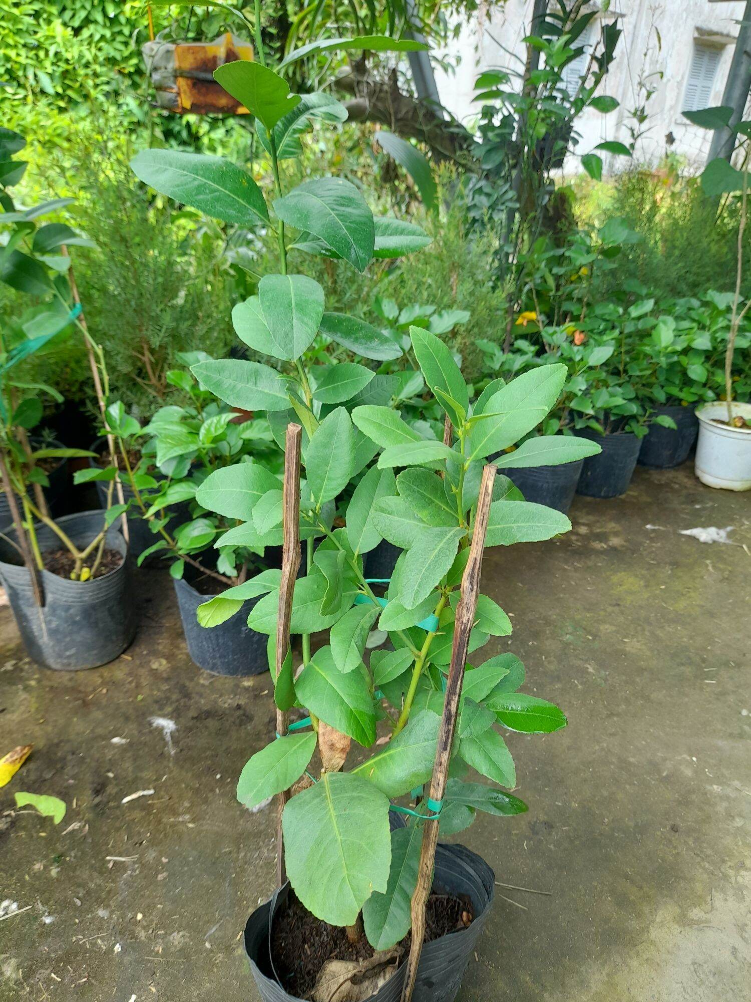 Chanh Mỹ vàng trái dài (cây giống SaDec)