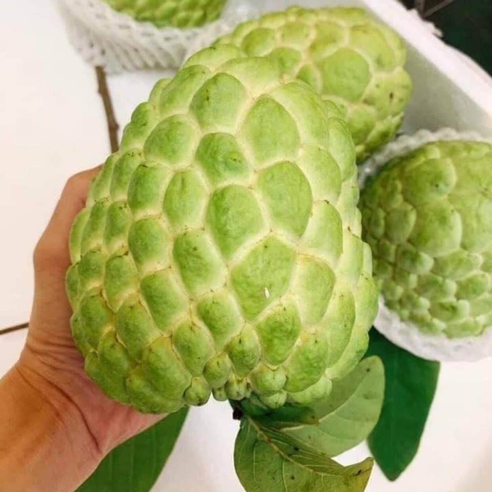 CÂY GIỐNG NA DAI THÁI LAN