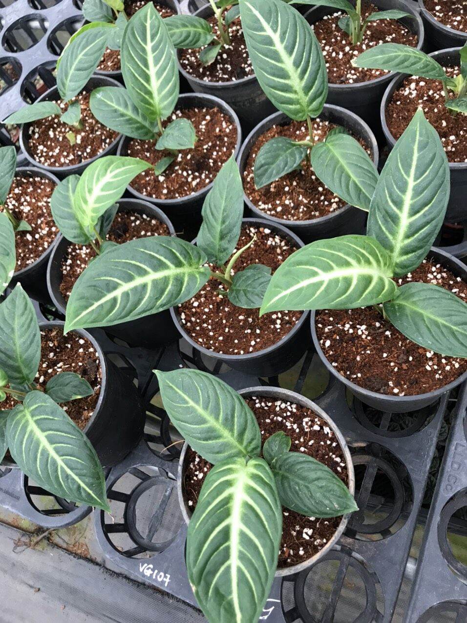 Caladium lindenii-cây đang phát triển tốt , rễ khỏe