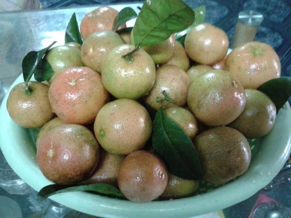 CHANH ĐÀO NGÂM MẬT ONG 1kg