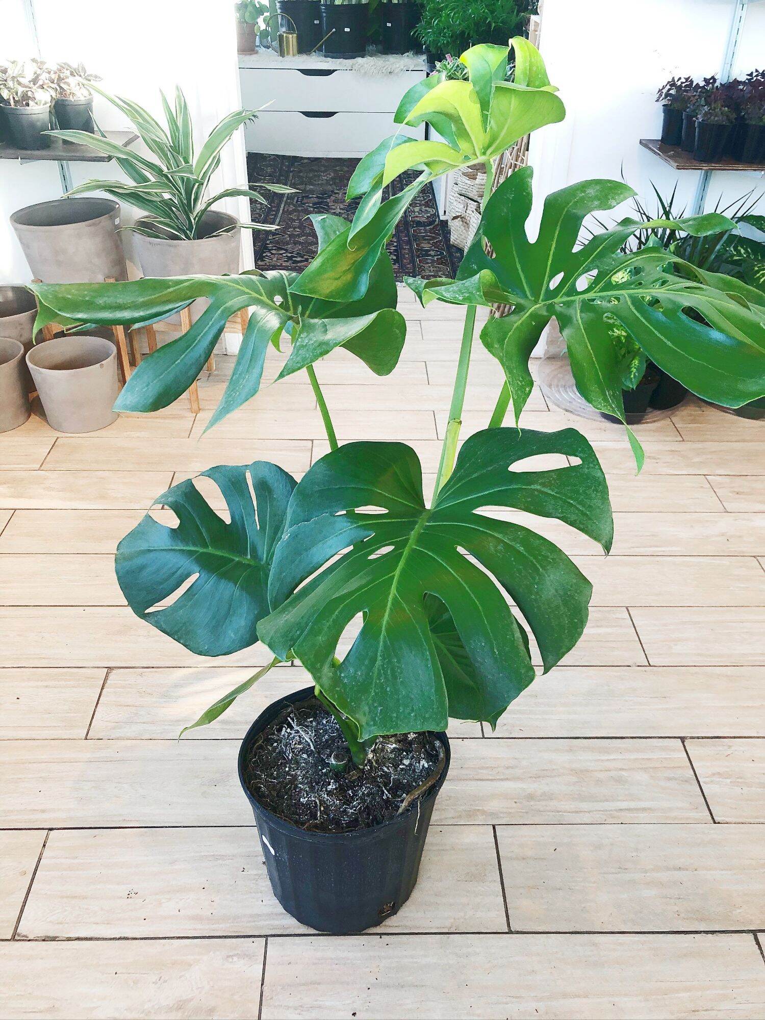monstera deliciosa