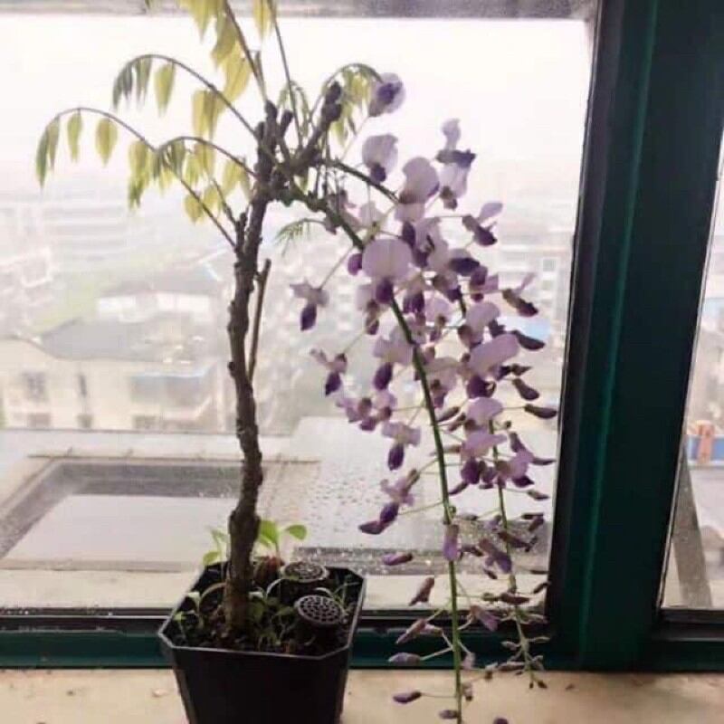 cây hoa tử đằng thân gỗ