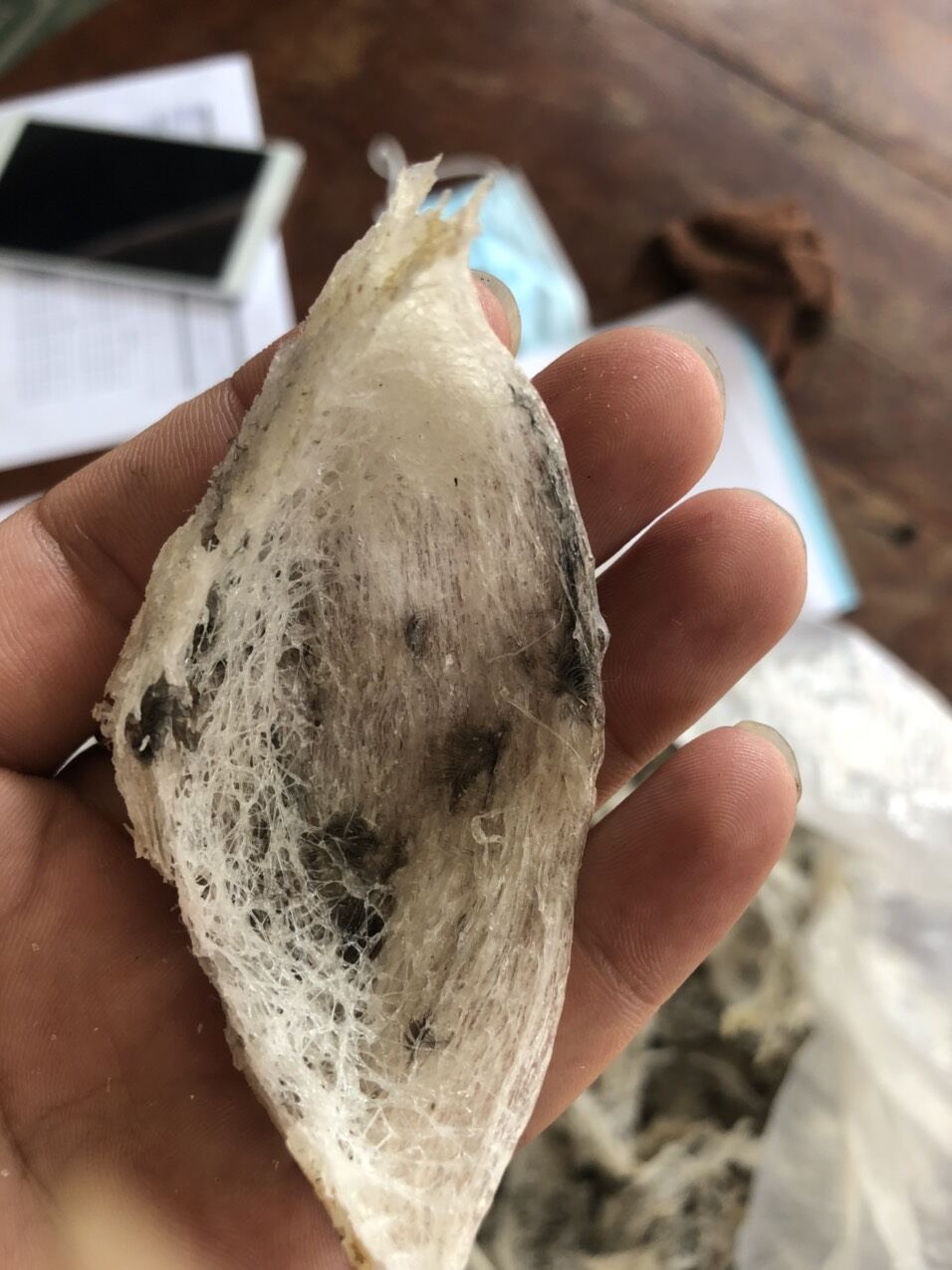 1 tổ yến thô giá dùng thử KHÔNG kèm nhíp