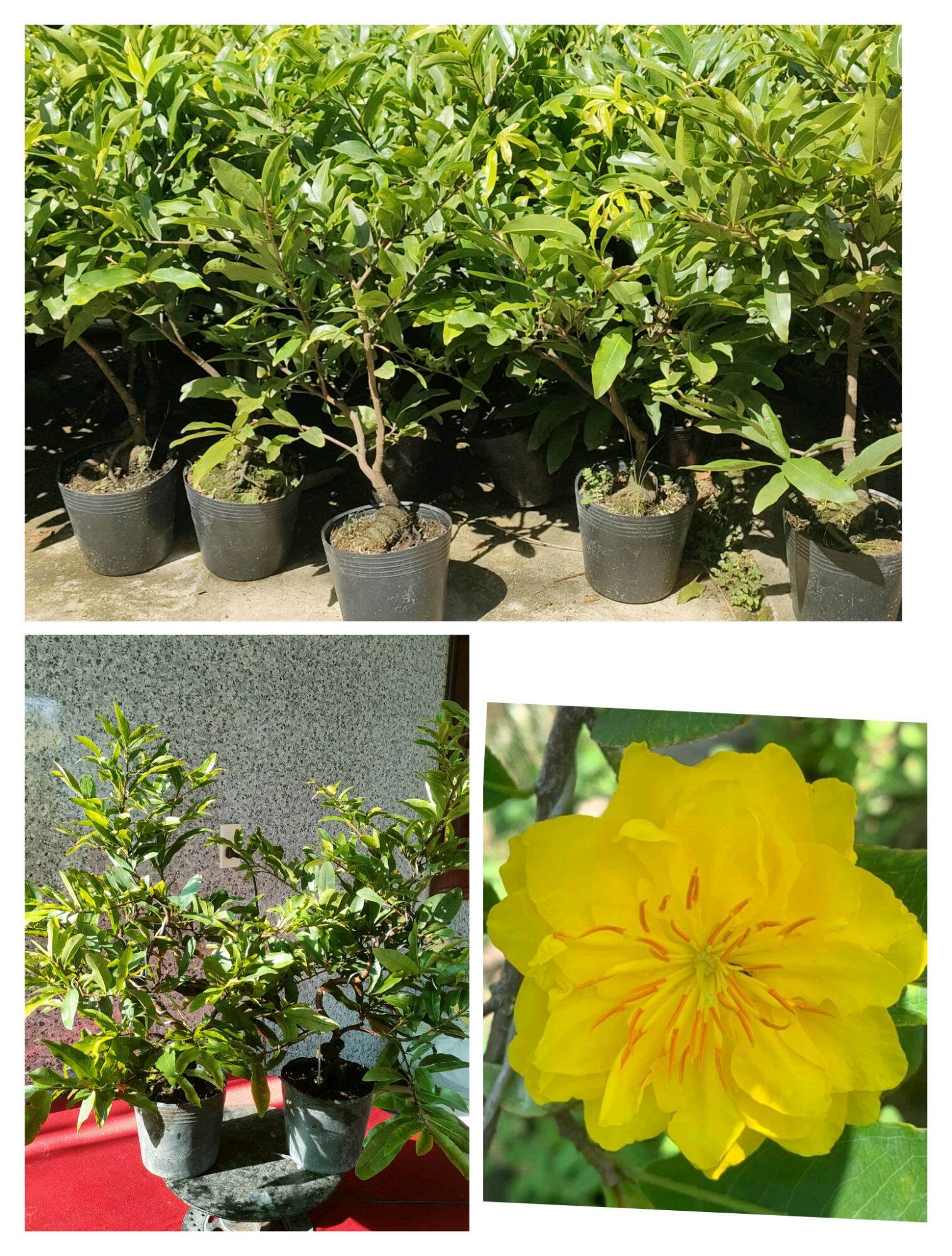 2026 Fragrant Apricot Tree Is 45-60cm Tall