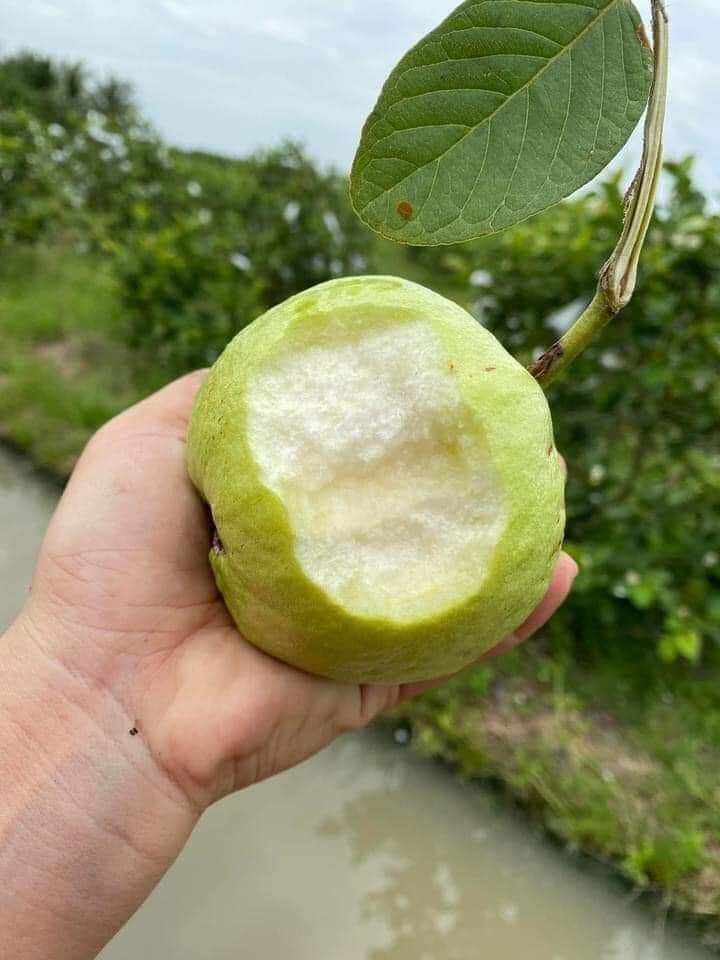 Queen Guava Tree