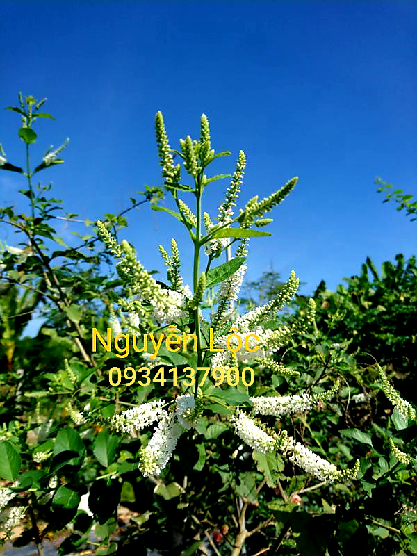 Cây hoa bạch tràm hương/ giáng hương, mặt hàng đang được săn đón, chất lượng sản phẩm đảm bảo và cam