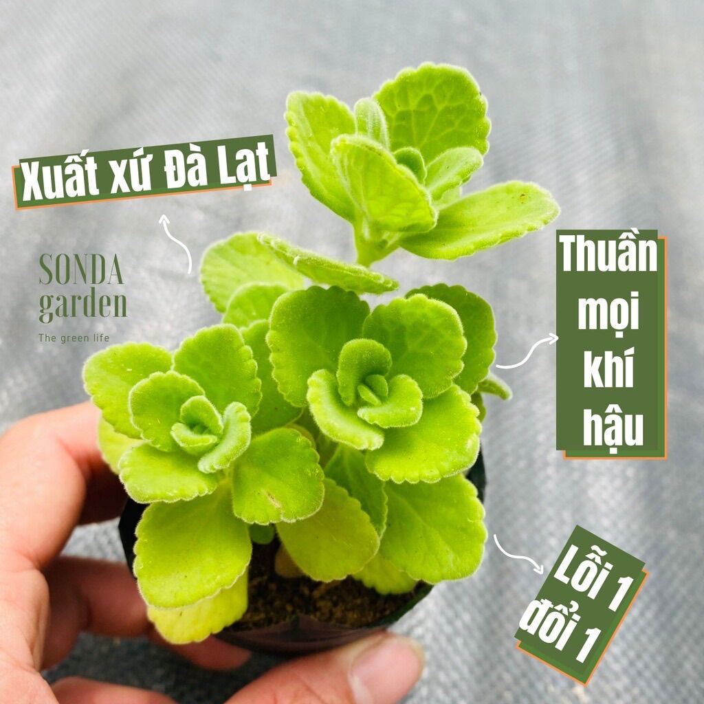 Nhất mạt hương-sen thơm siêu khỏe đẹp lỗi 1 đổi 1