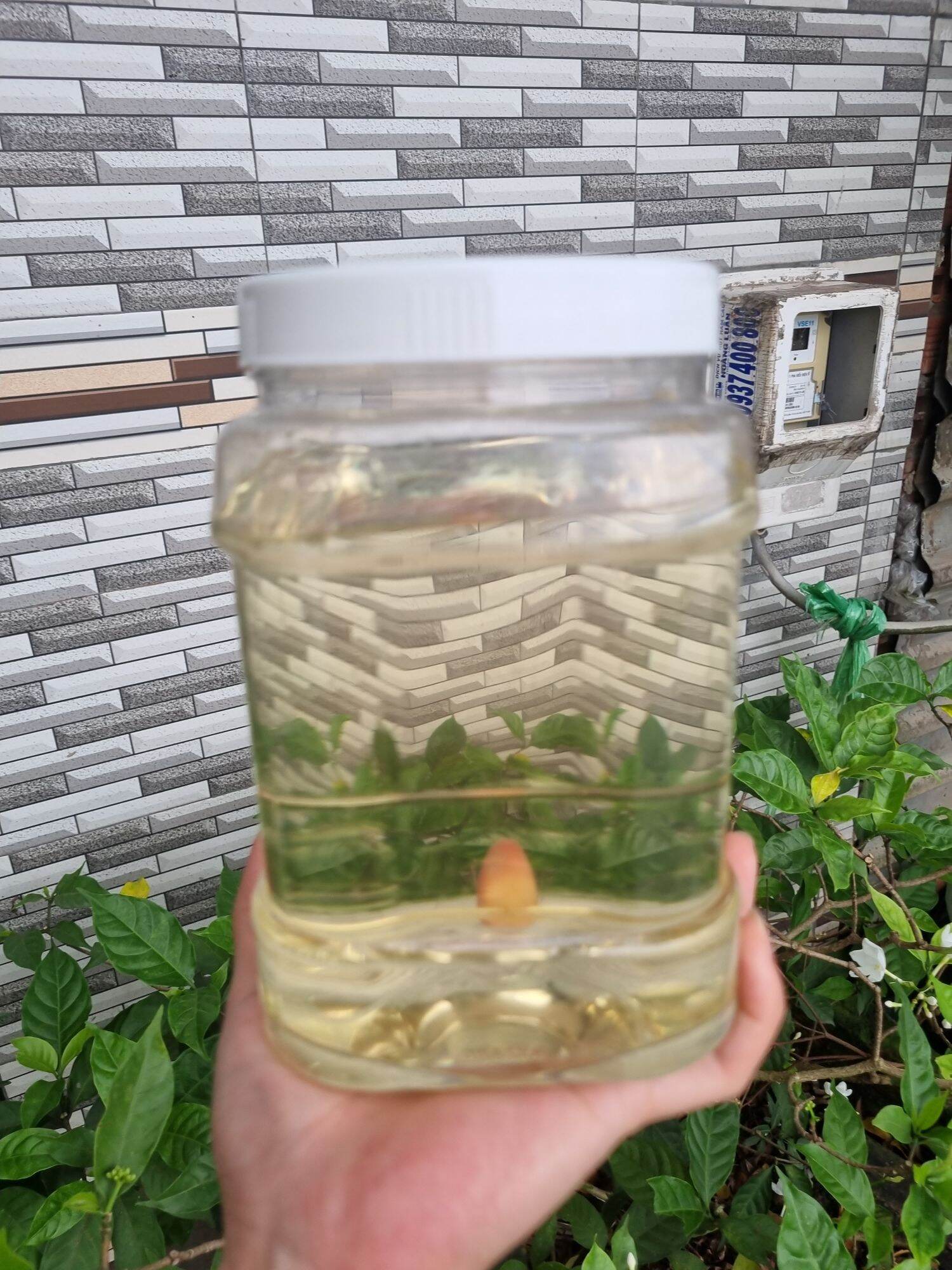 Nước đường làm bánh dẻo _ ít ngọt - 2kg