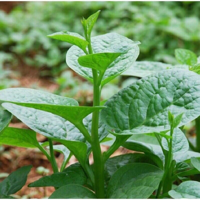 15 cây giống mồng tơi
