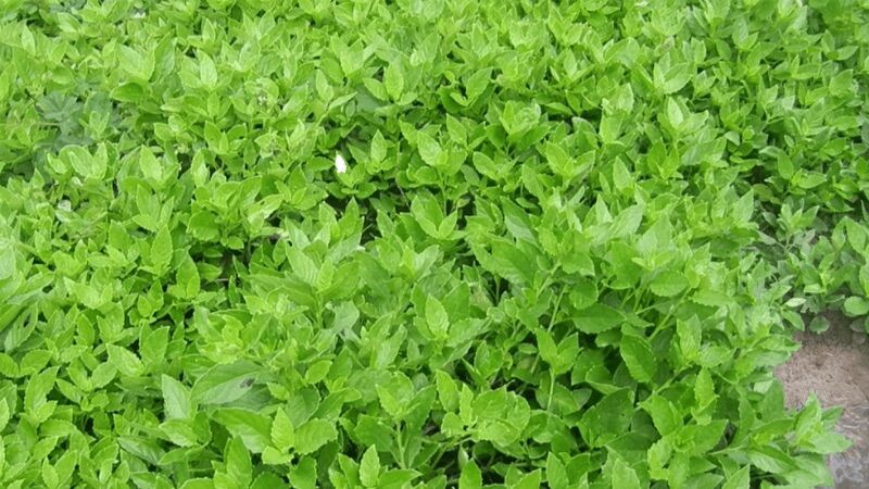 Cây rau bầu đất