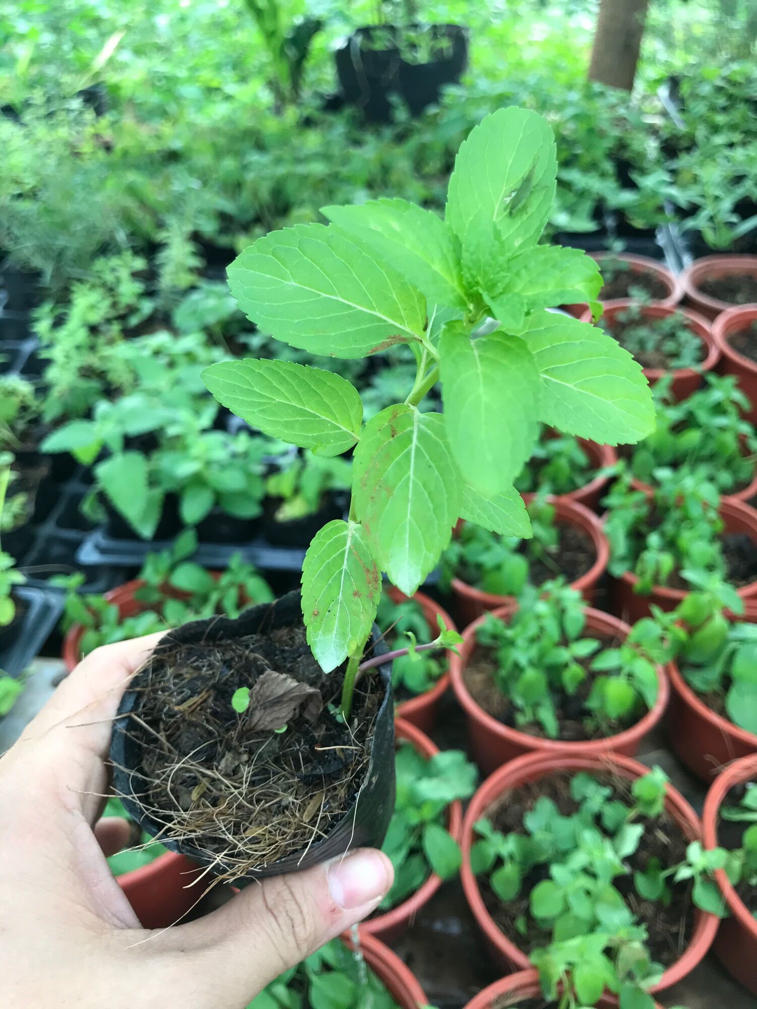 Cây giống Bạc Hà Âu( size bầu)