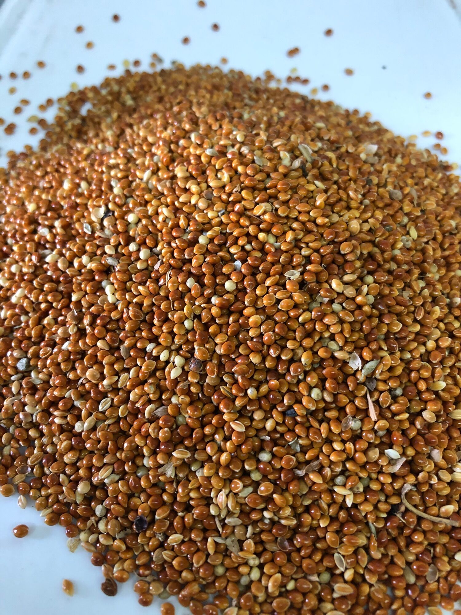 Kê đỏ bóng hạt to đóng gói 1kg