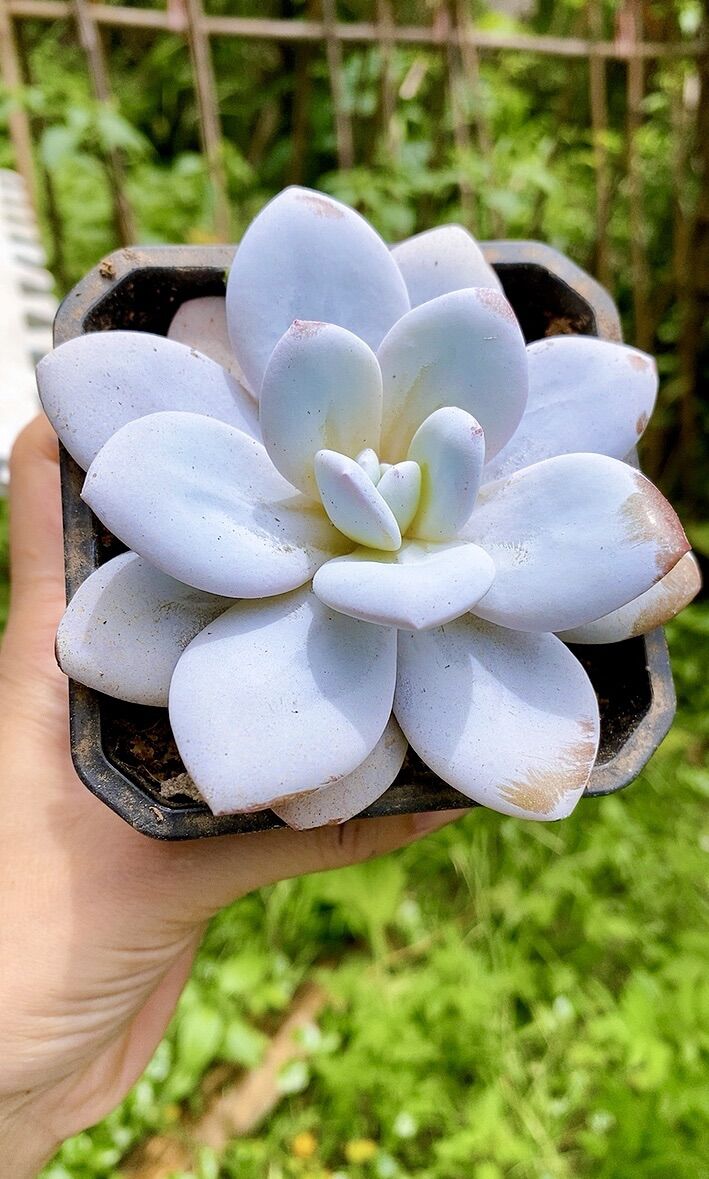 Sen đá laui trắng Hồng