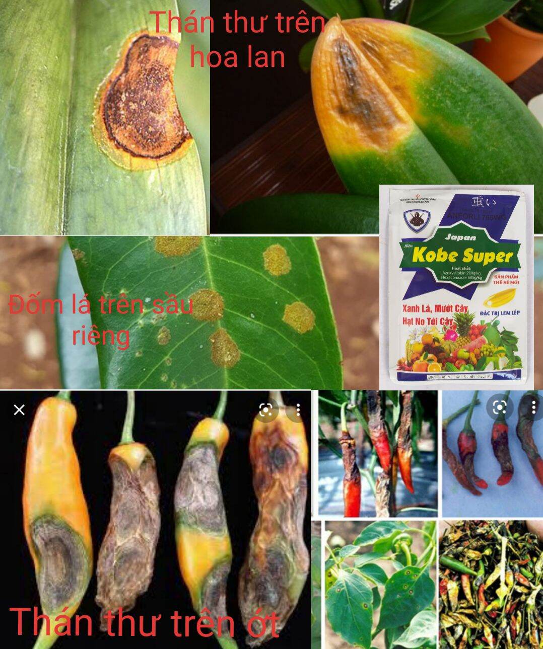 Thuốc trừ bệnh - thán thư - sương mai - chết héo cây con - lem lép hạt - đốm lá hoa lan,