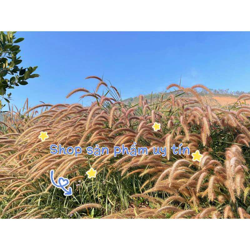 Cỏ lau nhiều màu(gốc giống)