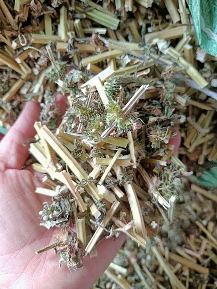 50k/ 1 kg cây ích mẫu khô cao cấp
