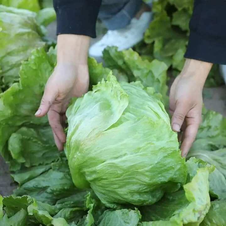Hạt giống xà lách búp