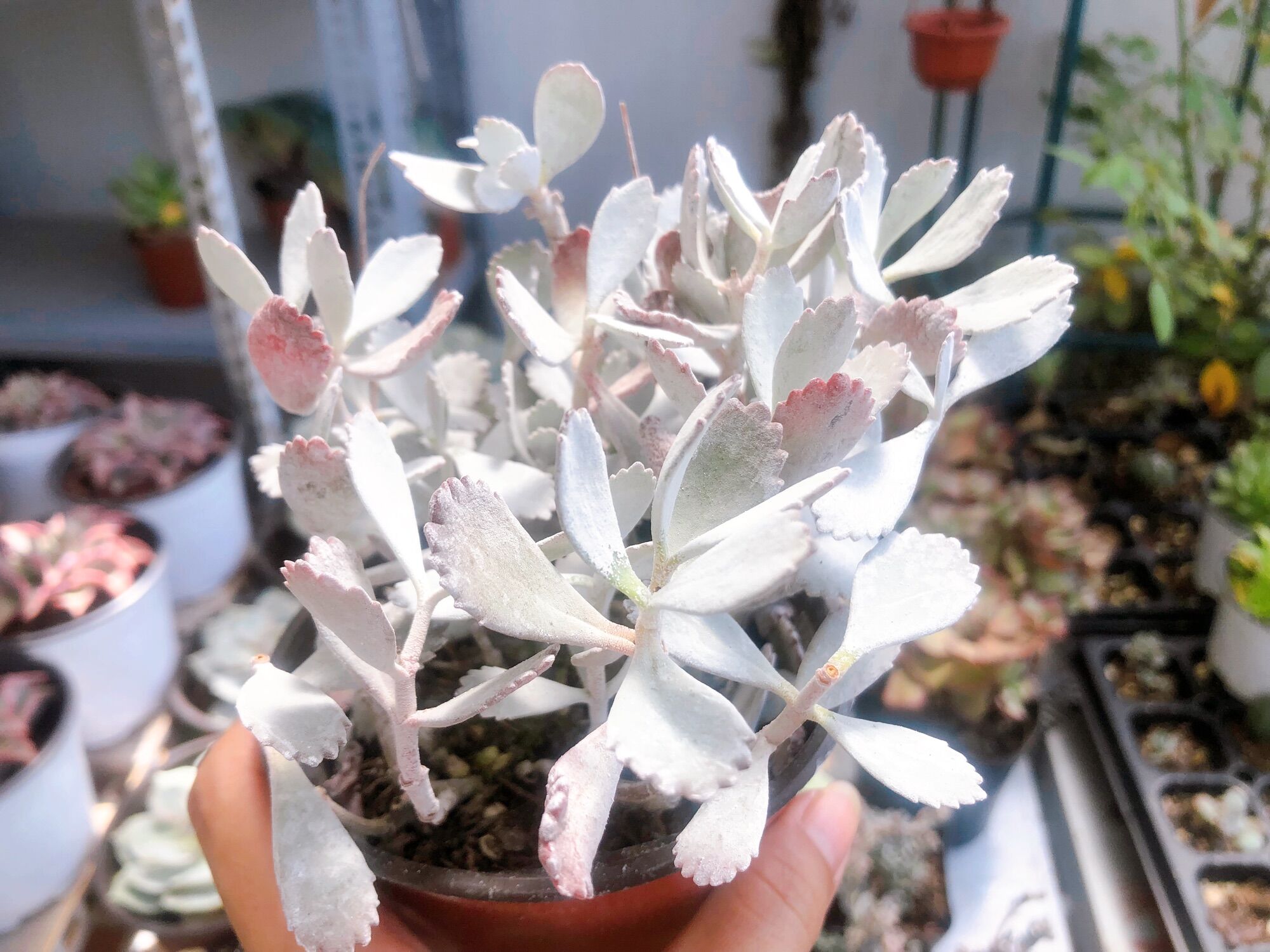 Sen đá kalanchoe pumila