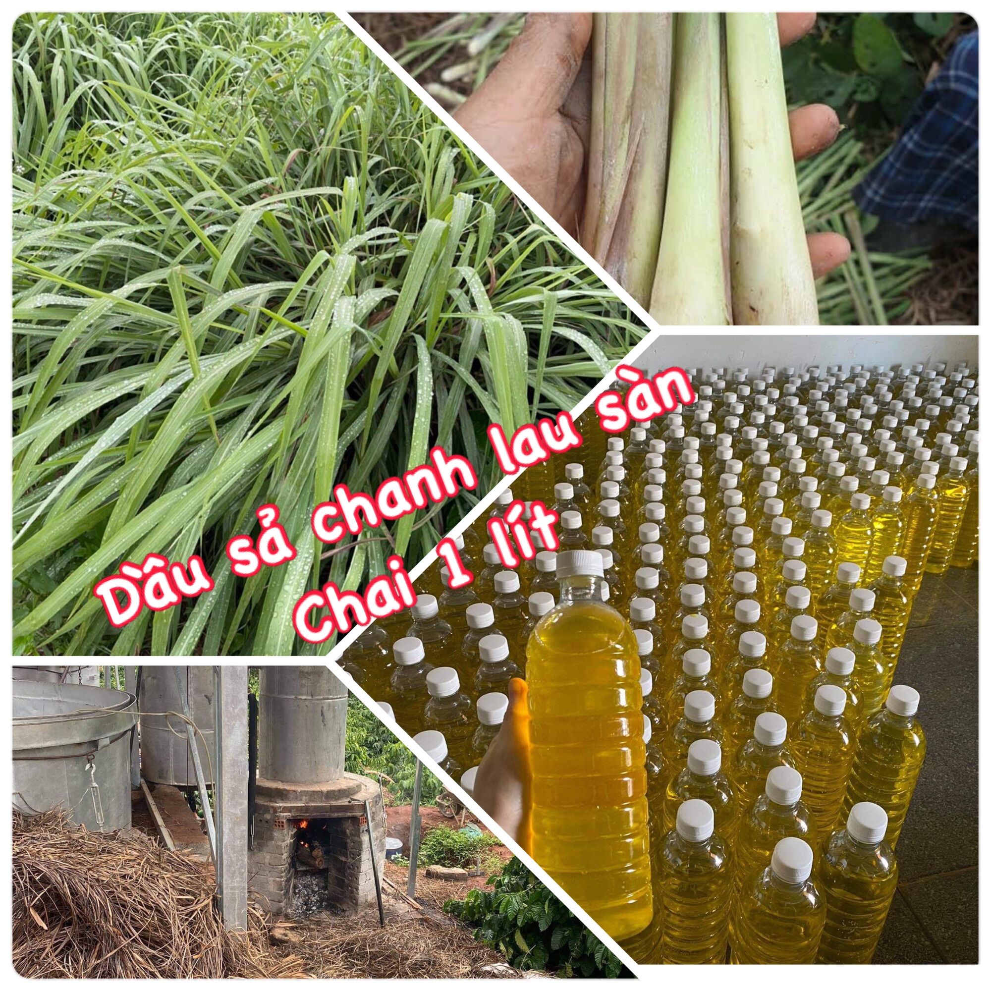 Tinh dầu sả nguyên chất lau sàn chai 1 lít