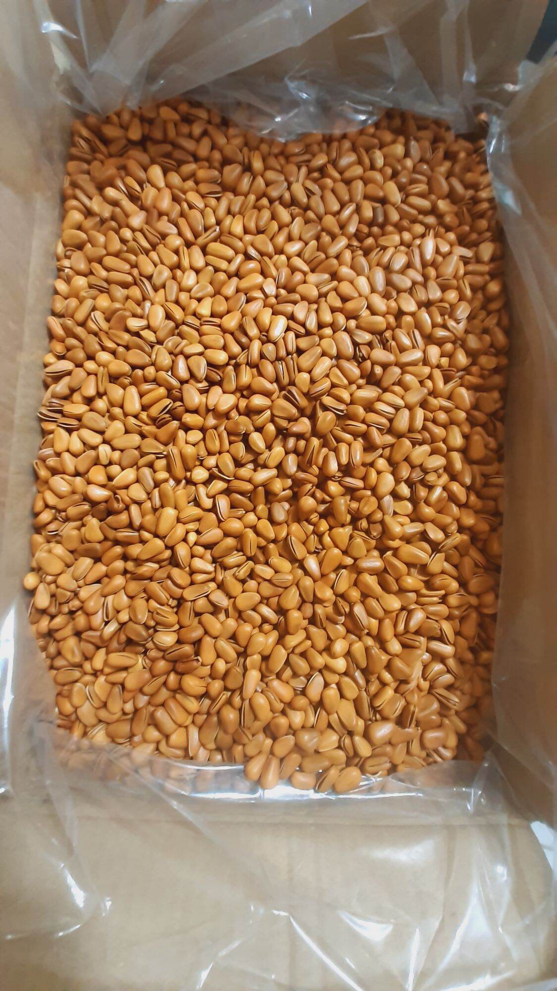 Hạt thông Mỹ cao cấp