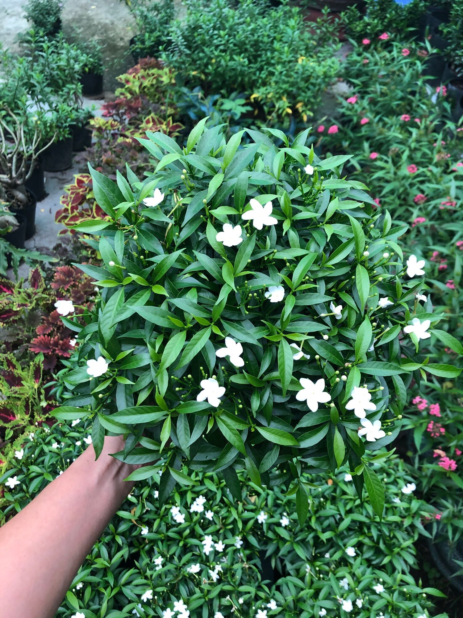 Chậu Cây mai vạn phúc