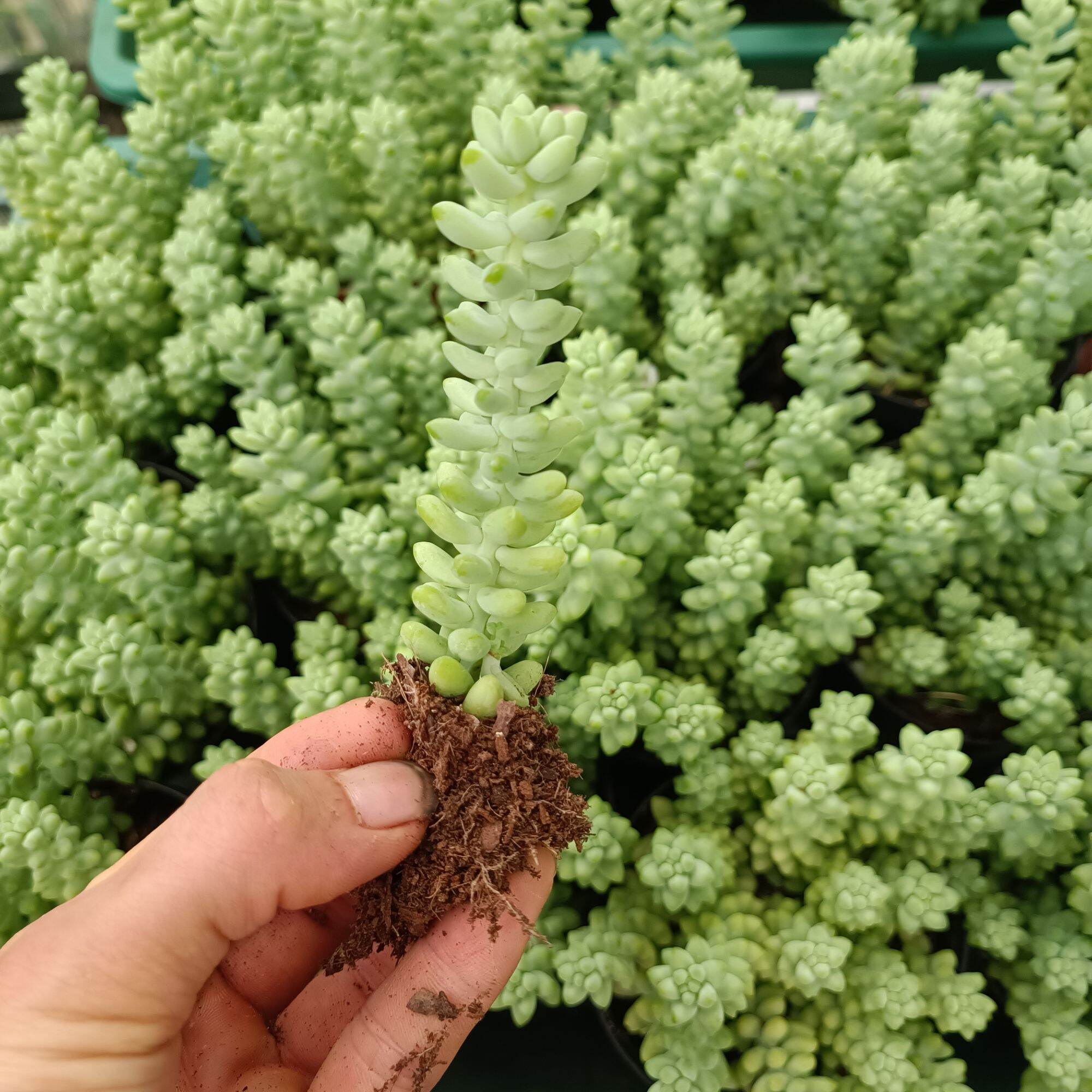 Sale sen đá chuỗi ngọc 1 cây.