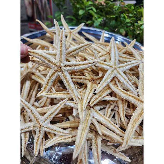 Sao biển khô