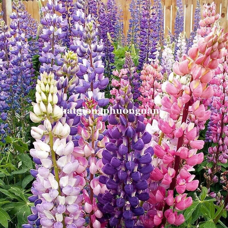 CHUẨN HOA 🌹 TẾT 🌸Hạt giống Hoa Lupin(1 gói 100 hạt)