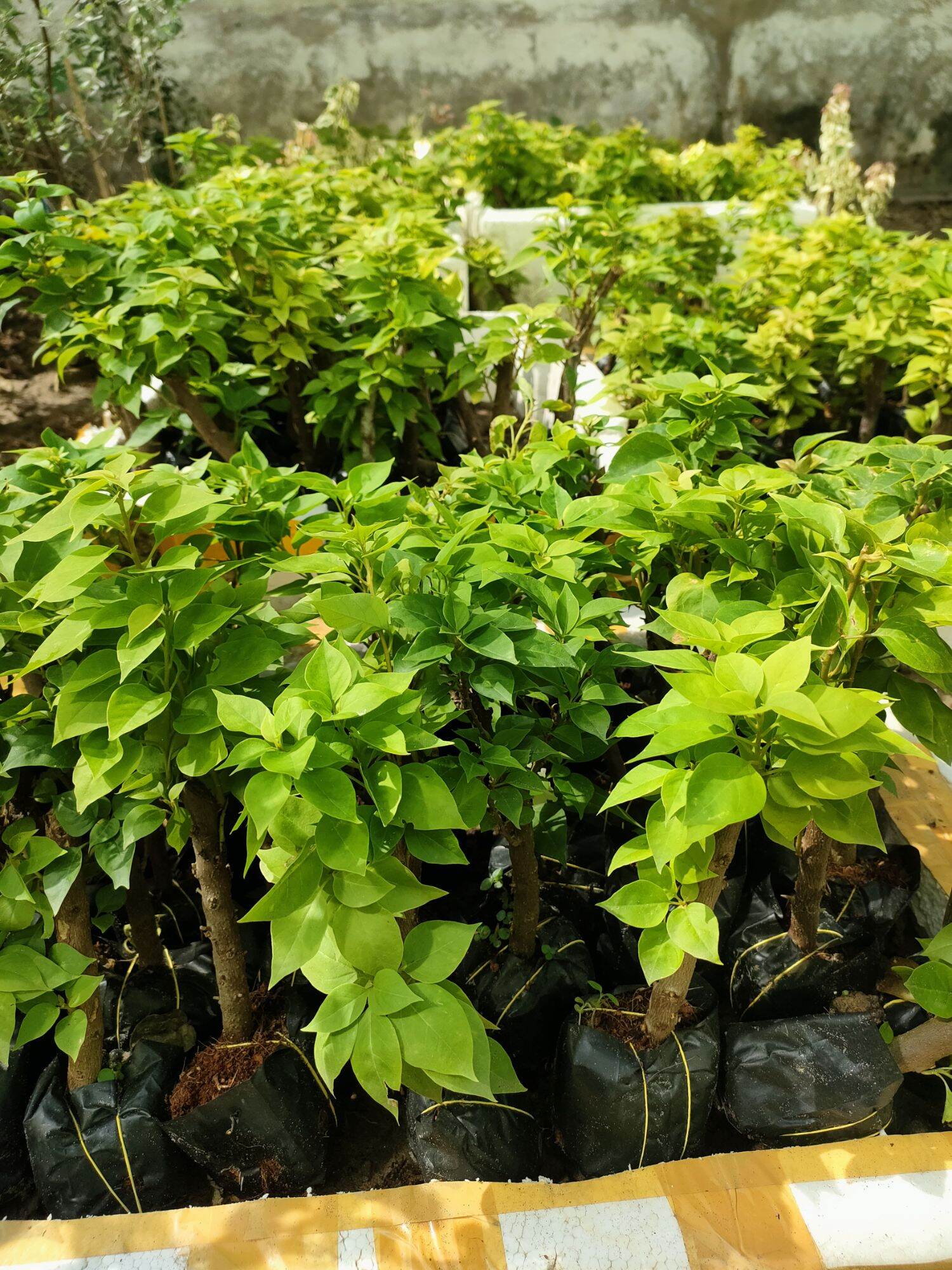Combo 20 Cây giống hoa giấy mỹ