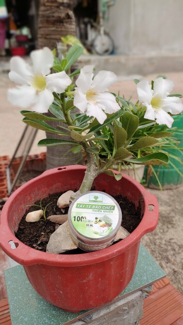 Tẩy tế bào chết da mặt Mẹ Ken
