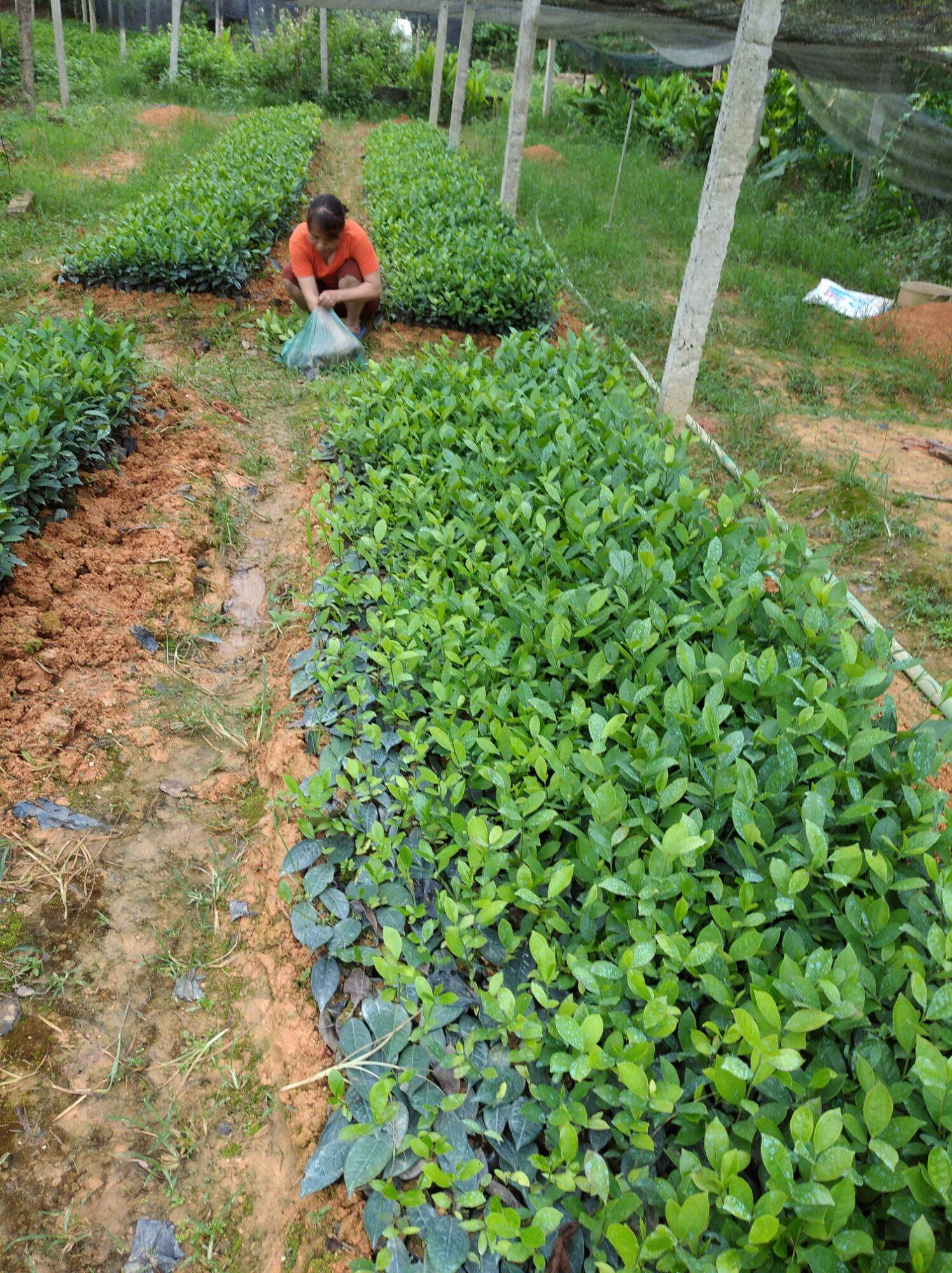 15 cây chè xanh,trà xanh thái nguyên