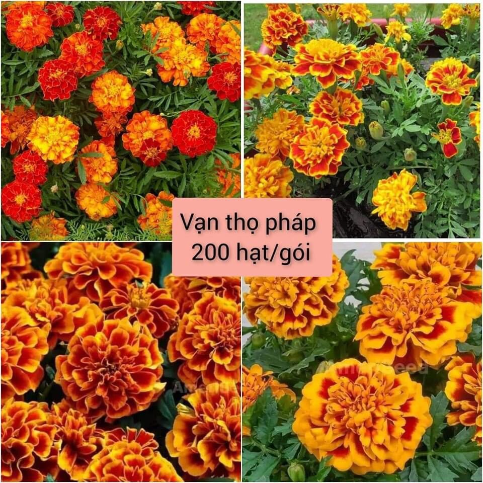 Hạt giống hoa cúc vạn thọ