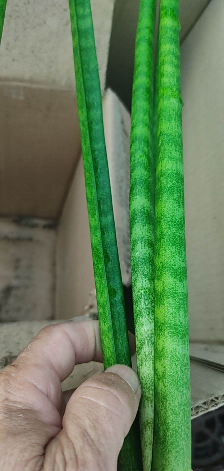 Cây lưỡi hổ - Sansevieria bụi lá tròn