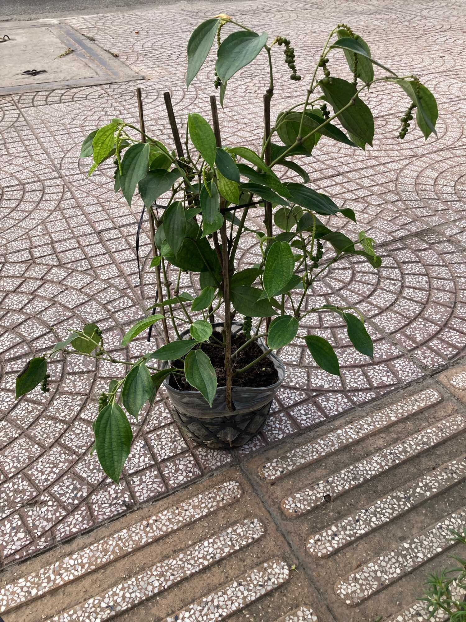 Dây tiêu xanh chậu đang trái