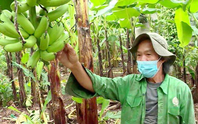 Cây giống chuối bơm cấy mô