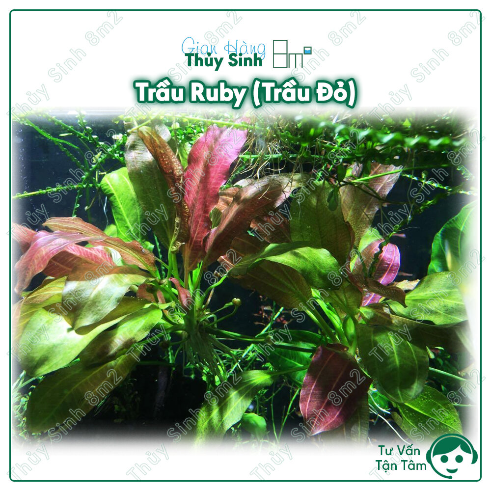 (Lá Cạn) Trầu Ruby (Trầu Đỏ), Cây Thủy Sinh Không CO2, Cắm Nền, Trung Cảnh | 8m2