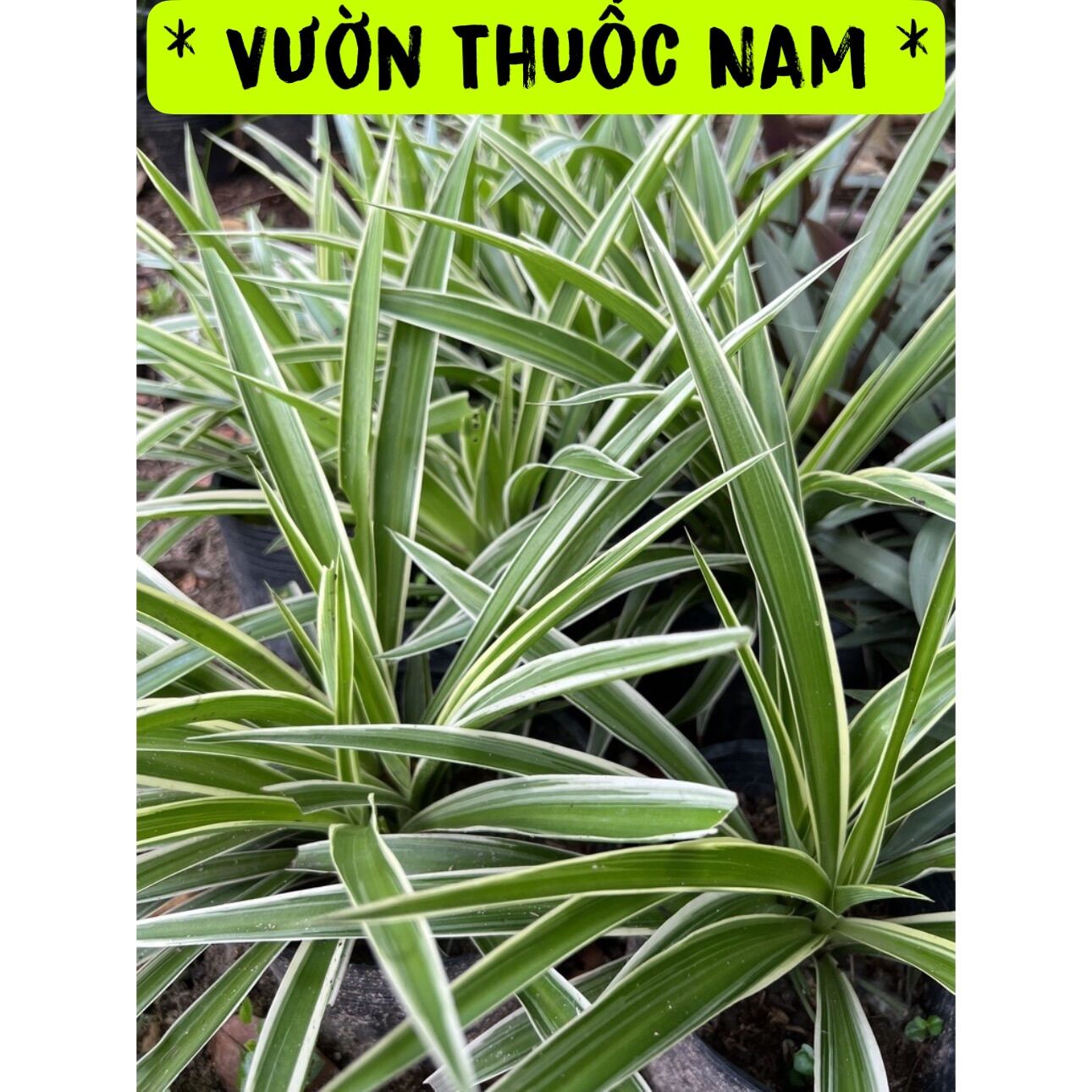 Chậu cỏ lan chi ,Cỏ nhện làm cảnh