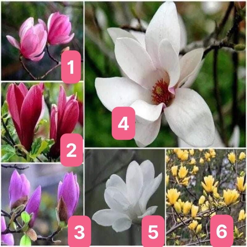 Cây mộc lan giống (1 bầu)
