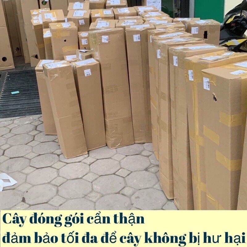 CÂY GIỐNG XOÀI ĐỎ Nhật BẢN TRỒNG CHẬU