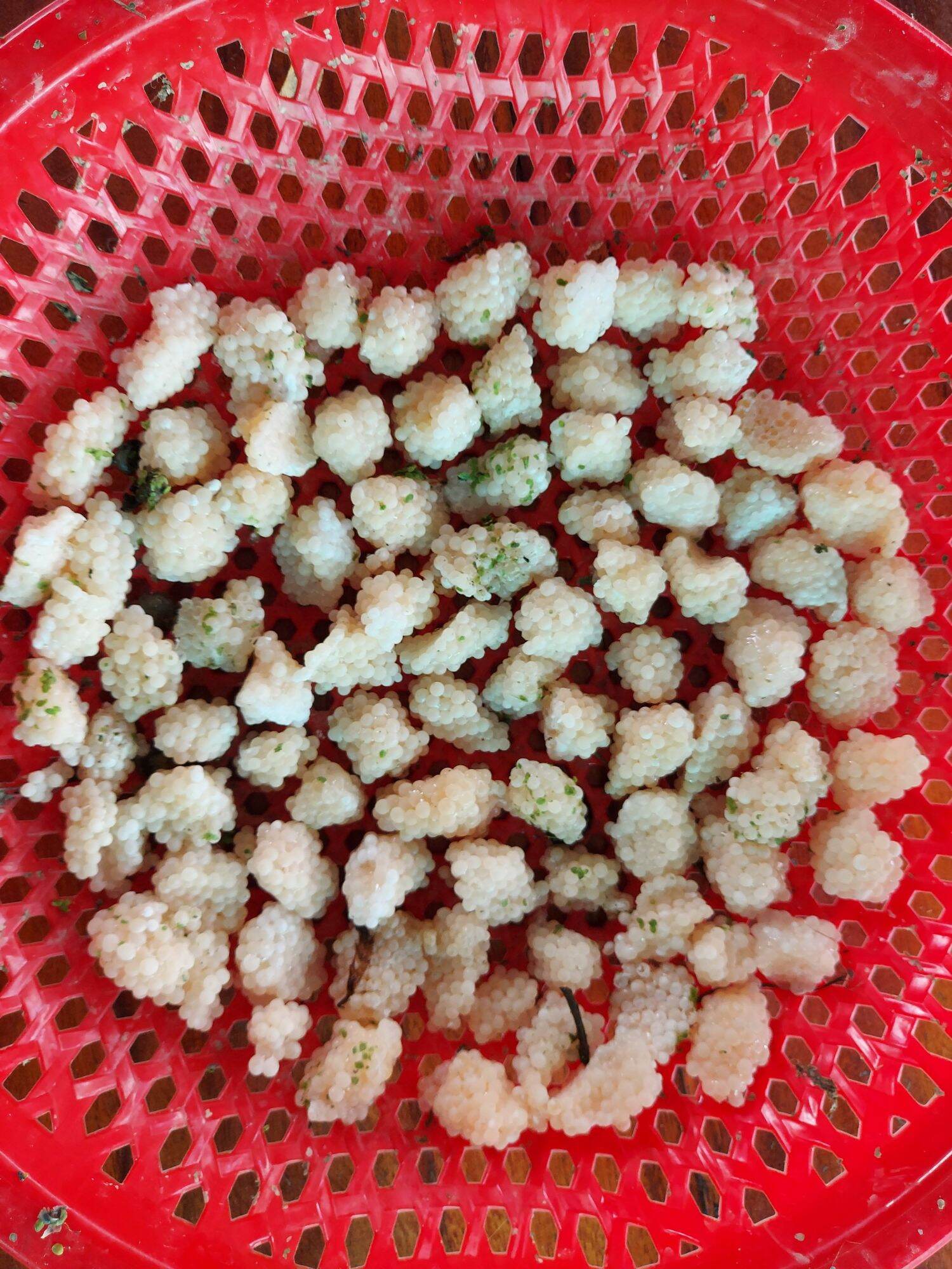 1kg trung oc bưu den ( bù 10% dập do vận chuyển)