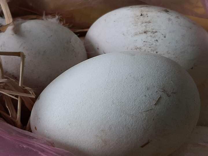 01 trứng ngỗng nhà nuôi ăn lúa