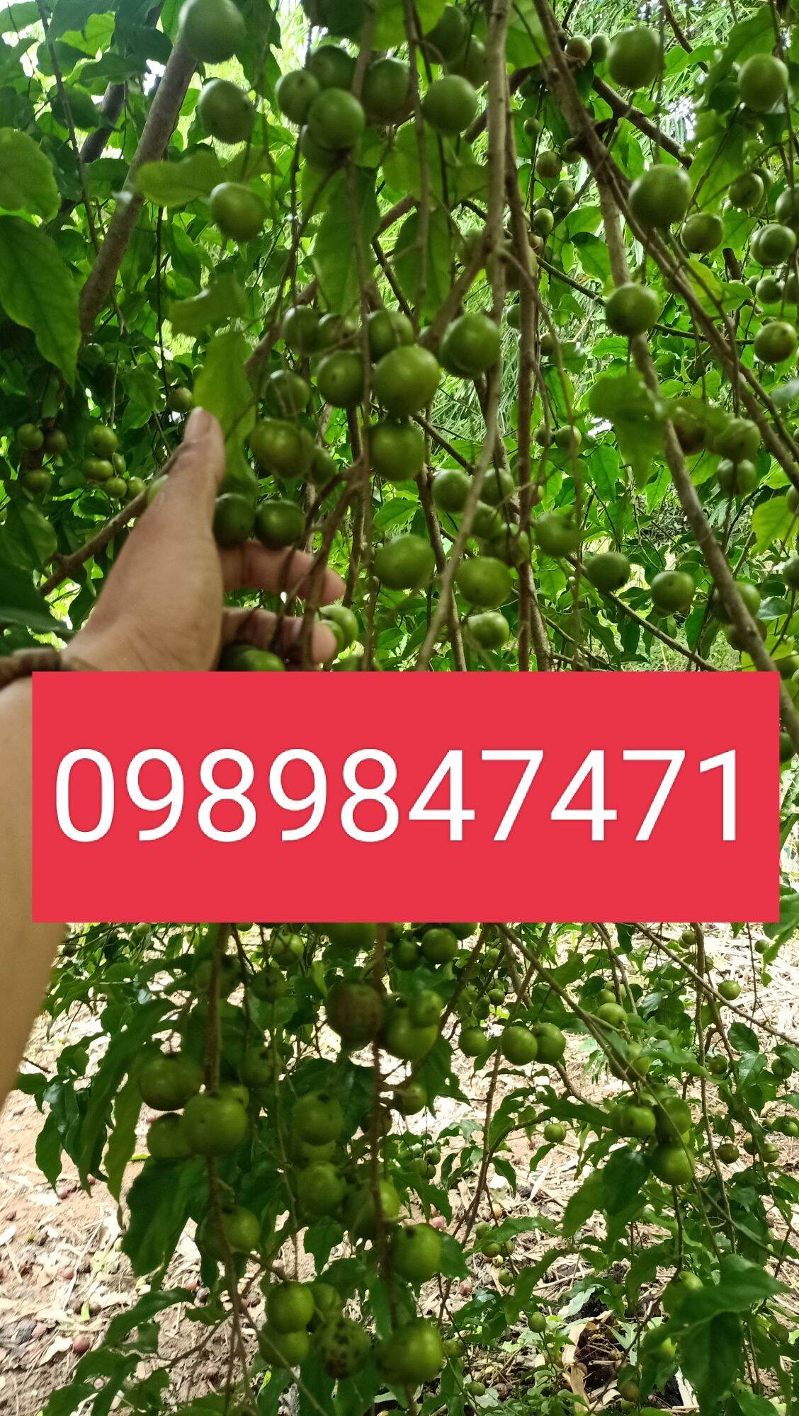 Cây hồng quân combo 2 cây