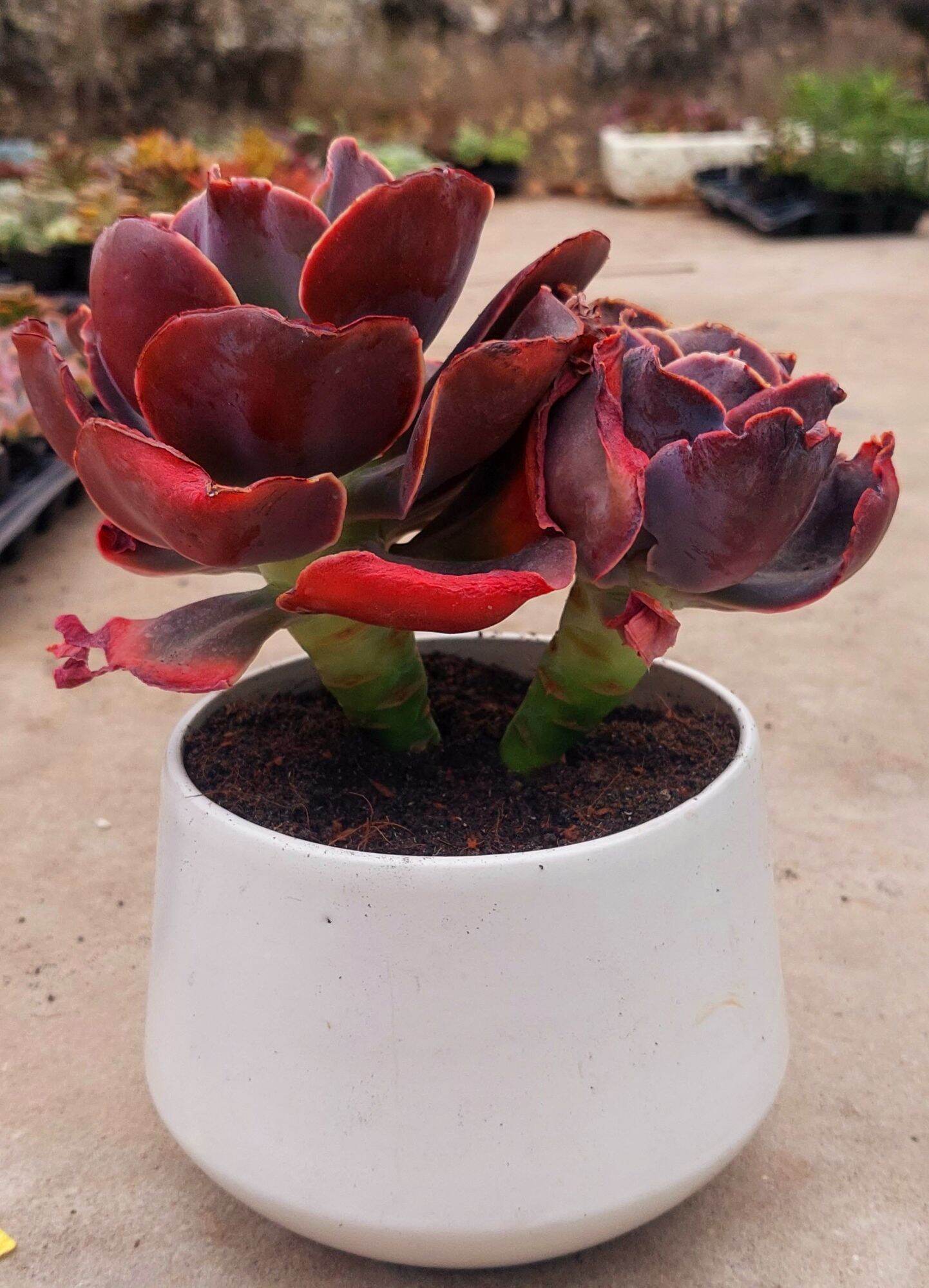 Sen đá bắp cải tím lá lớn thụ gốc to 16-20 cm