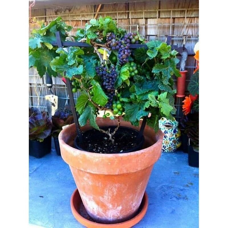 Cây giống nho lùn(1 bầu 25cm)