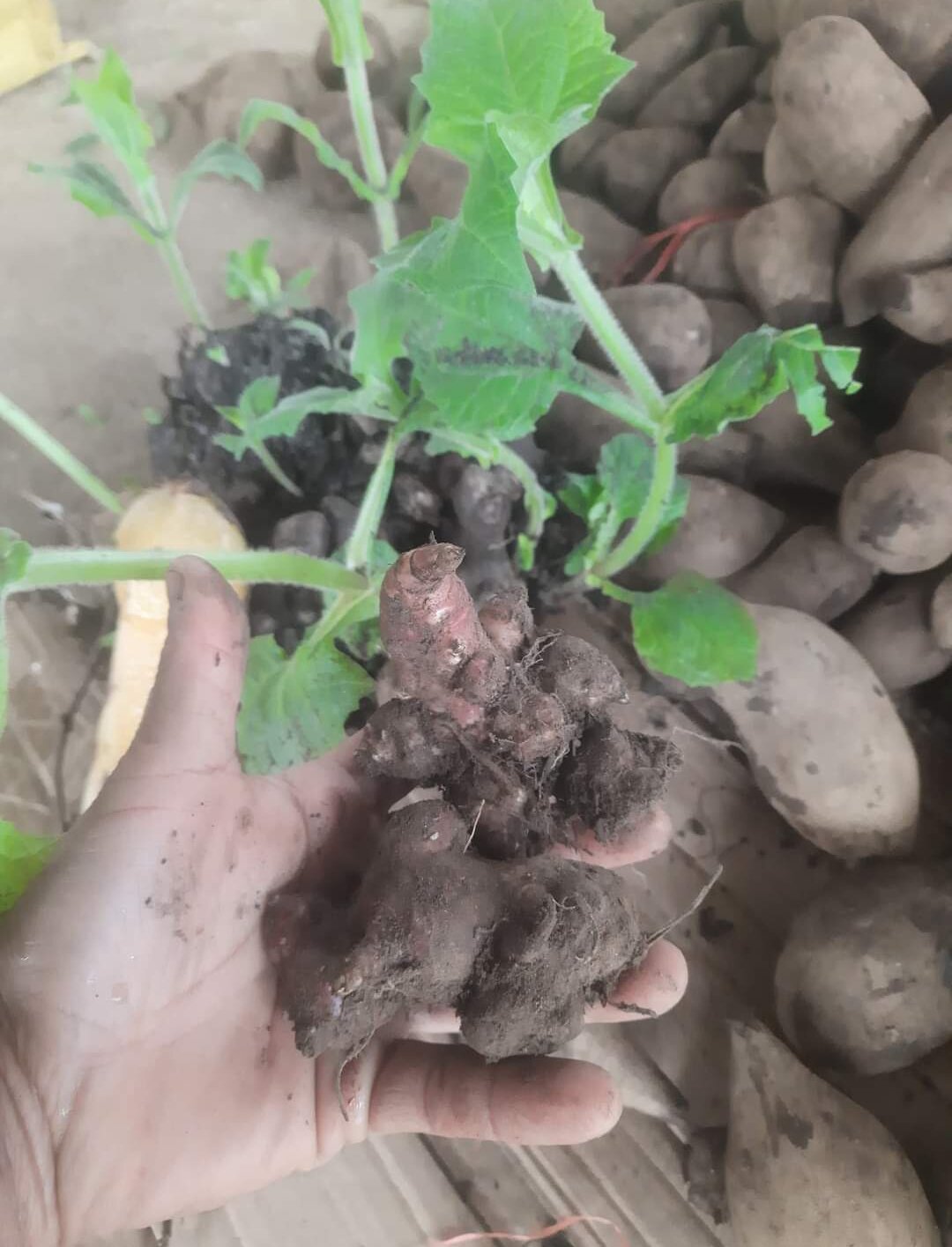CÙI SÂM GIỐNG Y TÝ mau mộc mầm