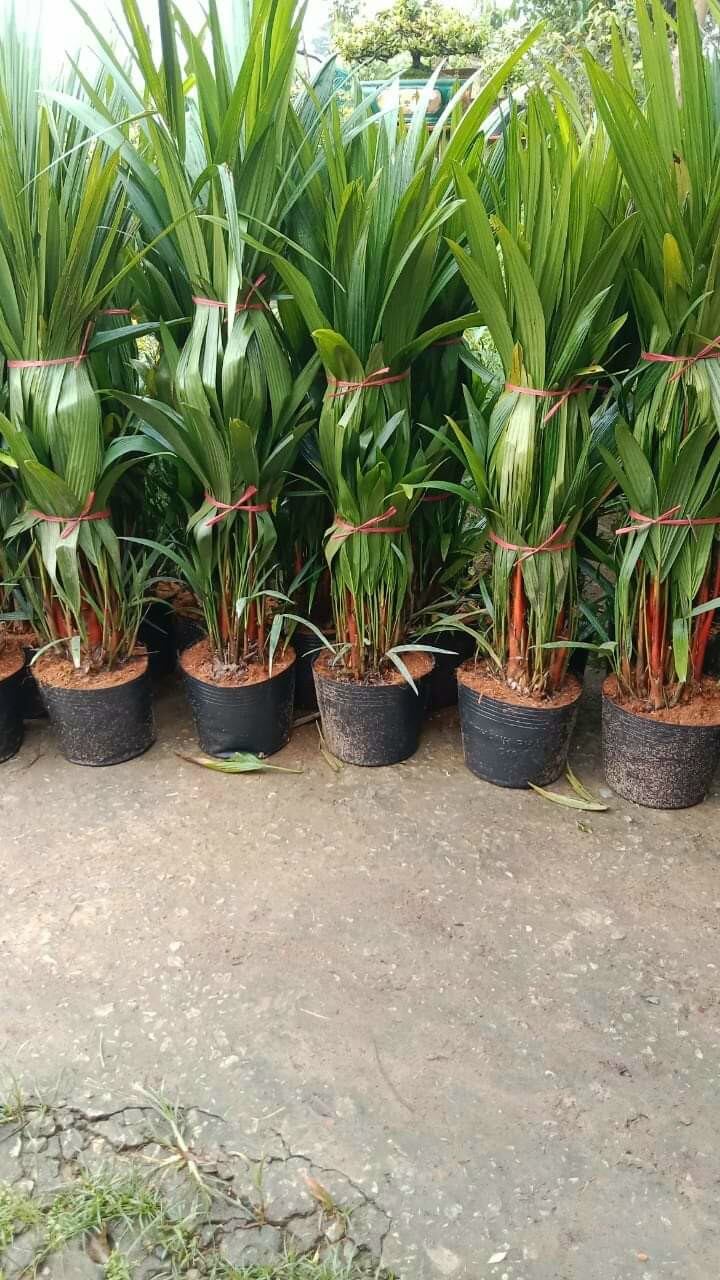 Cau đỏ phong thủy 1m6