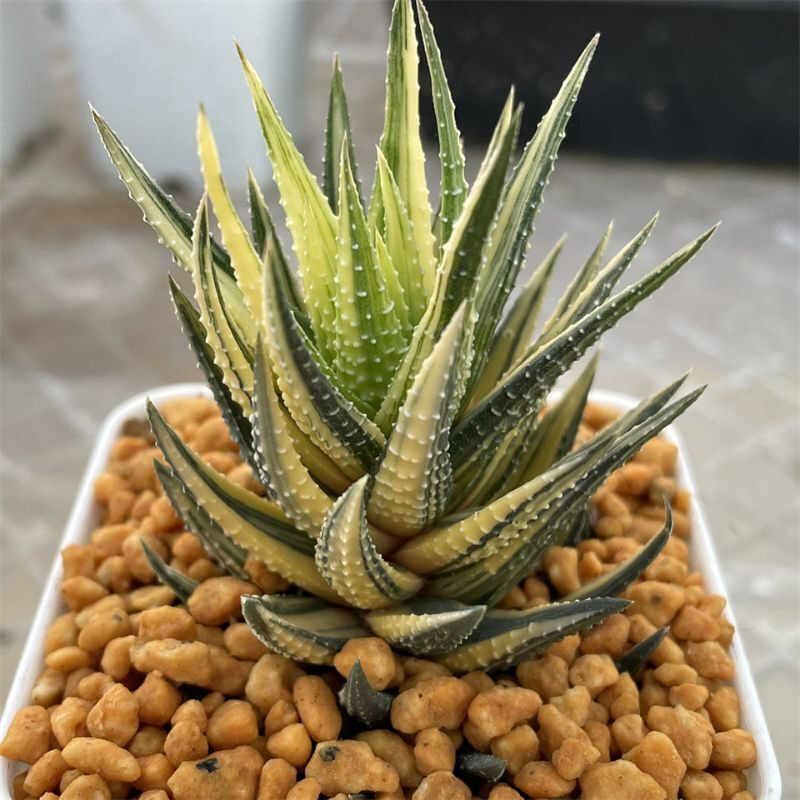 Sen đá Haworthia vuốt var