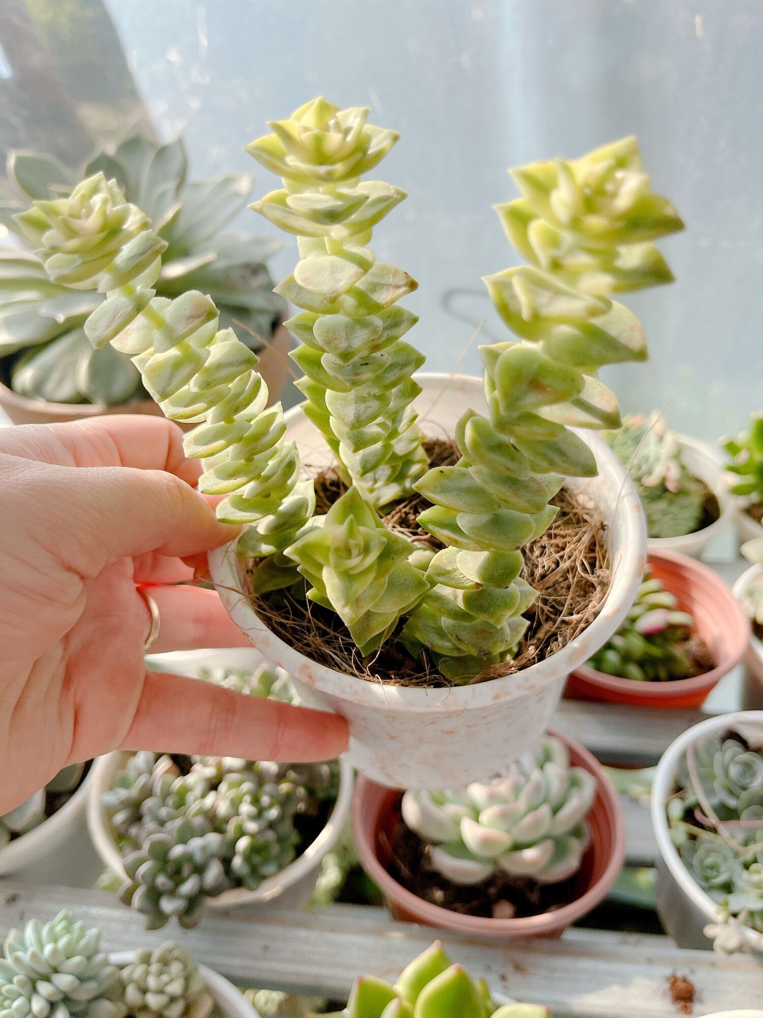 Sen đá xiên thịt size trung 5-7 cm xuất vườn đà Lạt