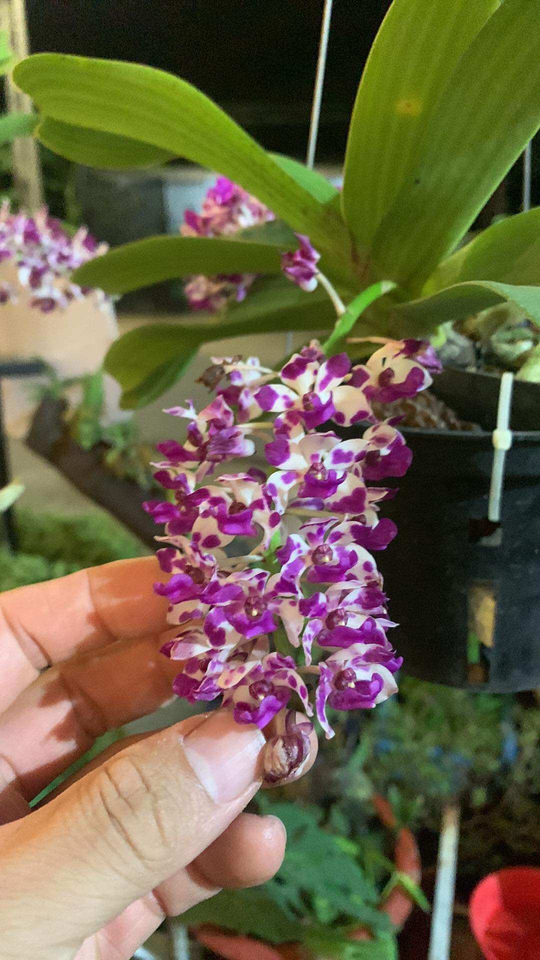 5 cây lan ngọc điểm thái đủ màu. size nhỏ